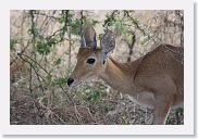 14SerengetiDayGameDrive - 055 * Mountain Reedbuck.